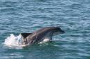 Cardigan Bay Marine Wildlife Centre