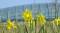 National Botanic Garden of Wales