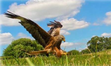 Kite Country